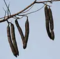 Fruit pods