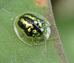 Cassida circumdata