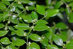Flowering sprig