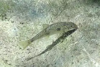 Sacramento sucker swimming against sand