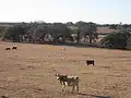 Cattle graze adjacent to the Connally Memorial Medical Center.