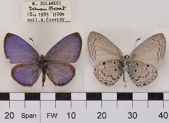 Museum specimen