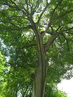 Chinese hackberry (C.&nbsp;sinensis)