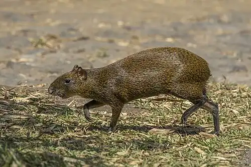 in Guatemala