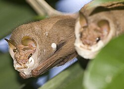 Brown bats
