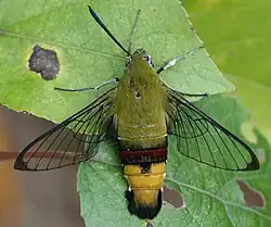 Cephonodes hylas