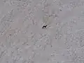 Chamois passing the glacier