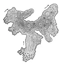 The single-celled giant amoeba has up to 1000 nuclei and reaches lengths of 5&nbsp;mm