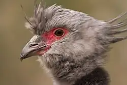 Head