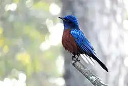 Male at Almora