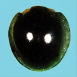 Chilocorus nigrita