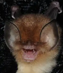 Brown bat head