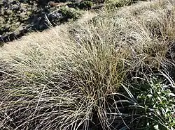 Grasses in a field