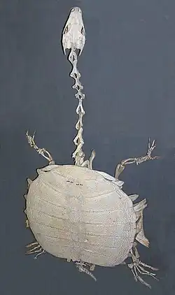 Skeleton