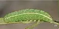 Ultimate-instar larva