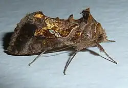 Chrysodeixis chalcites