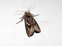 Chrysodeixis eriosoma
