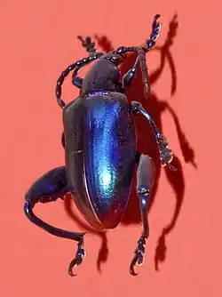 Sagra femorata