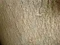 bark texture
