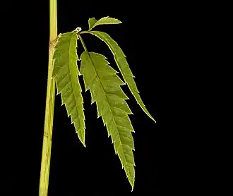 Leaves