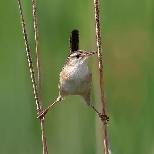 A marsh wren holding itself up between two thin sticks