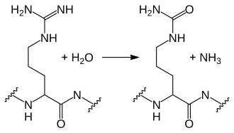 The chemical conversion of arginine to citrulline, known as citrullination or deimination.