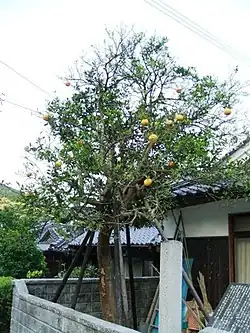 Locally at Nagato, Yamaguchi.