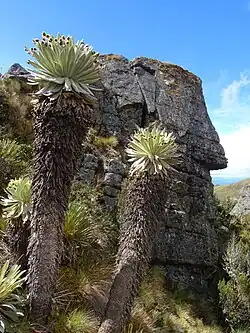 Ciudad de Piedra