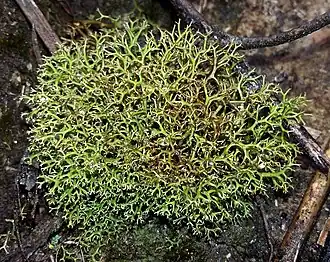 Branching green coral-like lichen with multiple divisions