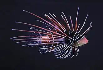 Clearfin lionfish (Pterois radiata)