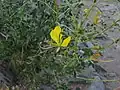 Cleome foliosa, from arid region in Namibia