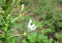 Gynandra