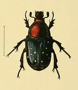 Clinteria coerulea