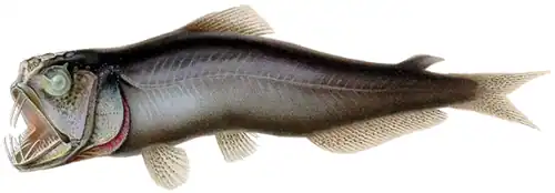 Image 78Most of the rest of the mesopelagic fishes are ambush predators, such as this sabertooth fish. The sabertooth uses its telescopic, upward-pointing eyes to pick out prey silhouetted against the gloom above. Their recurved teeth prevent a captured fish from backing out. (from Pelagic fish)
