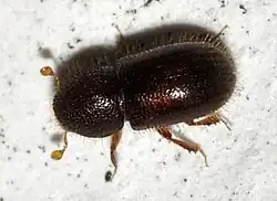 Coccotrypes cyperi