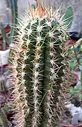 Cultivated plant