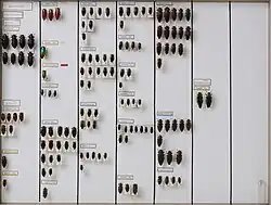 Specimens of beetles, including the Pseudactenodes (furthest to the right)