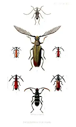 Colour illustrations of seven of longhorn beetles from Penang, Malaysia including Capnolymma capreola