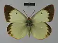 Colias palaeno poktussani Female, dorsal side