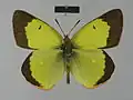 Colias palaeno poktussani . Male, dorsal side