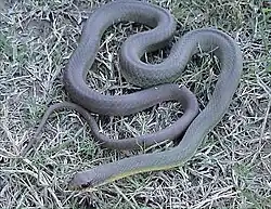 Eastern racer