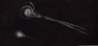 Comet Biela