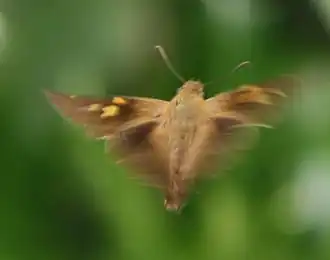 Dorsal view