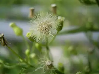 Seeds