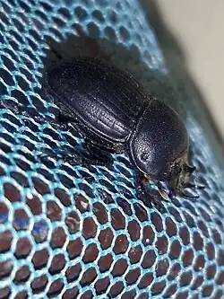 Copris signatus male