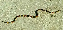Eastern coral snake