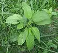 Leaf shape and texture
