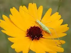 Coreopsis