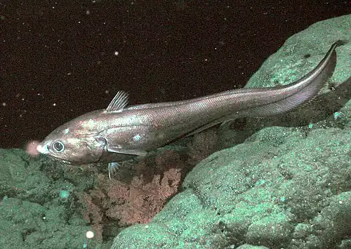 Image 11The rattail Coryphaenoides armatus (abyssal grenadier) on the Davidson Seamount at a depth of 2,253 metres (7,392&nbsp;ft). (from Deep-sea fish)