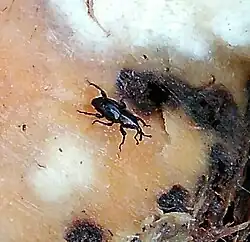 Cosmopolites sordidus